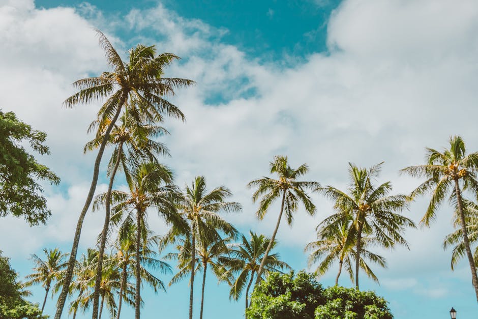 Beautiful coconut palms under a bright blue sky with fluffy clouds, capturing a tropical vibe.