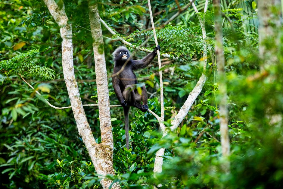 A black gibbon climbs a tree in a vibrant green jungle setting, showcasing its natural habitat.