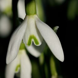 Best February Nature Days in England: Snowdrop Walks