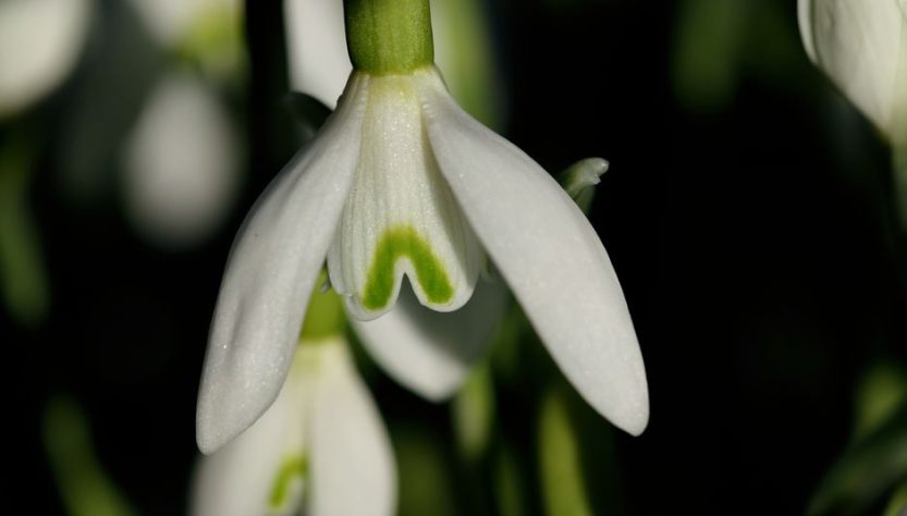Best February Nature Days in England: Snowdrop Walks