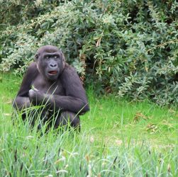Gorilla Trekking in Uganda: 5 Mistakes to Avoid in the June Dry Season