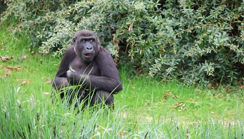 Gorilla Trekking in Uganda: 5 Mistakes to Avoid in the June Dry Season Gorilla Trekking in Uganda: 5 Mistakes to Avoid in the June Dry Season