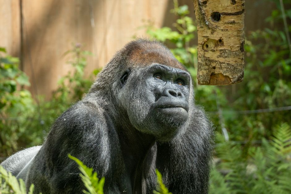Close-up of a majestic gorilla in an outdoor natural habitat.