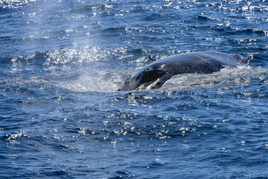 Humpback whale surfacing off the New South Wales coast during the June migration