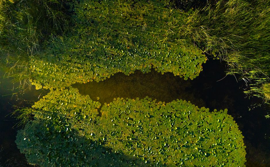 A captivating aerial shot of lush green vegetation including lily pads surrounding a pond, creating a serene natural scene.