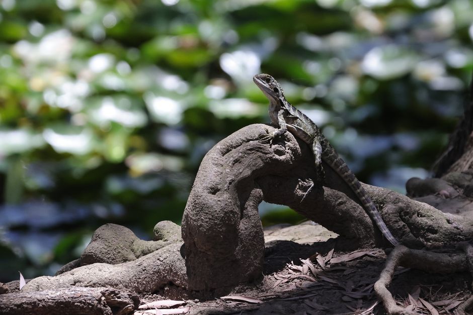 A lizard rests on a gnarled tree root, surrounded by lush greenery in a natural setting.