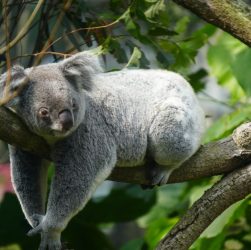 Great Ocean Road in Late Summer: Walks, Koalas & Rainforest