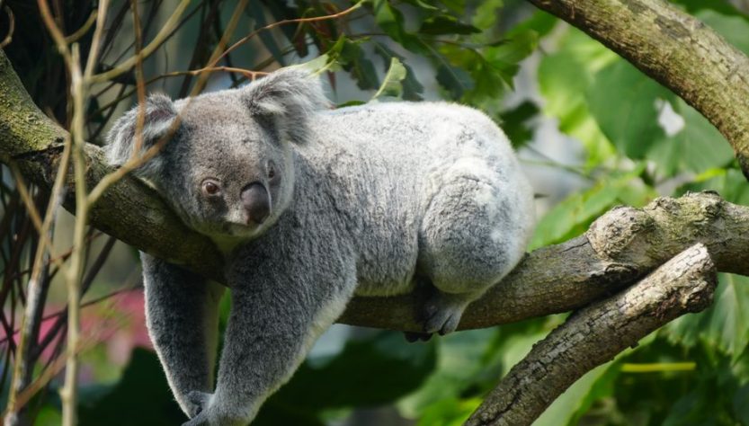 Great Ocean Road in Late Summer: Walks, Koalas & Rainforest Great Ocean Road in Late Summer: Walks, Koalas & Rainforest