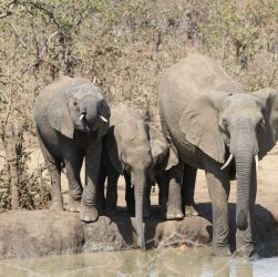 Kruger National Park in February: 7 Green-Season Myths That Cost You Time
