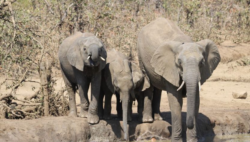 Kruger National Park in February: 7 Green-Season Myths That Cost You Time