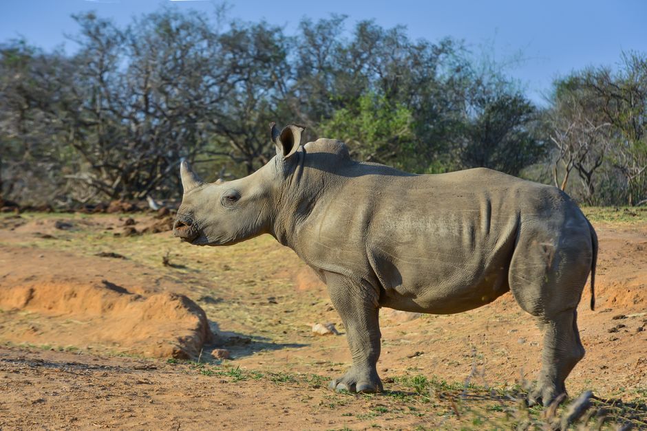 A majestic rhino strolling through the South African savanna. Captured in natural habitat.
