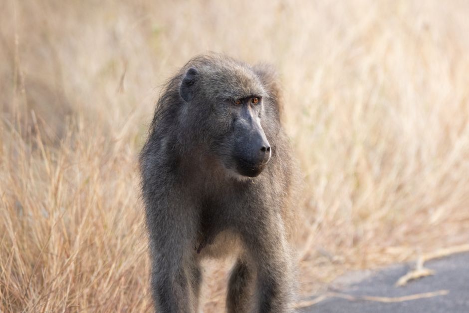 A baboon standing on a road in a grassy area, showcasing wildlife in a natural setting.