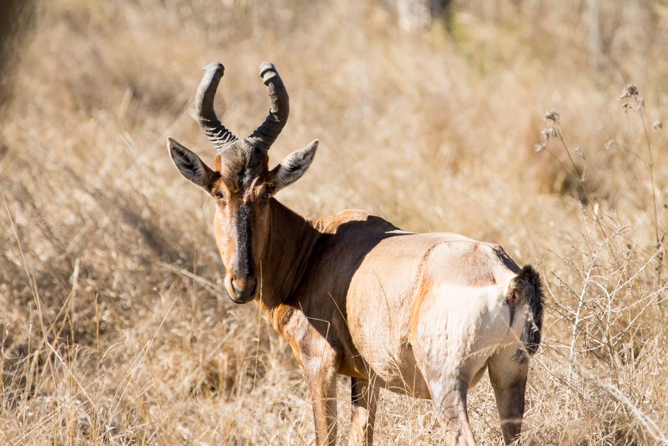 A Red Hartebeest standing amidst dry grass in open savannah.