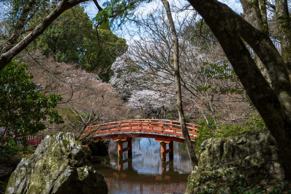 A tranquil scene of a red wooden bridge in a Japanese garden during spring with cherry blossoms.