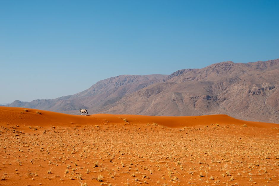 A stunning view of an oryx amidst the red sand dunes of Namibia's Hardap Region.