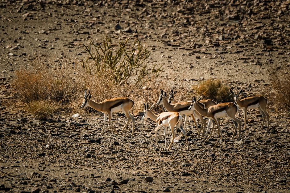 A group of springbok antelopes navigating the barren desert, highlighting wildlife resilience.