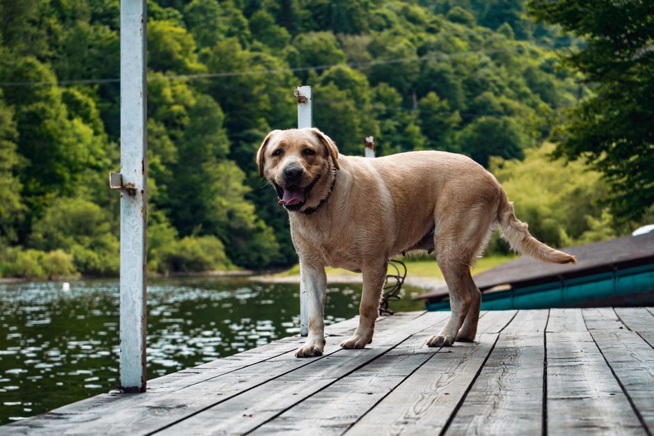 Labrador Retriever standing on a wooden dock near a scenic lake surrounded by lush greenery.