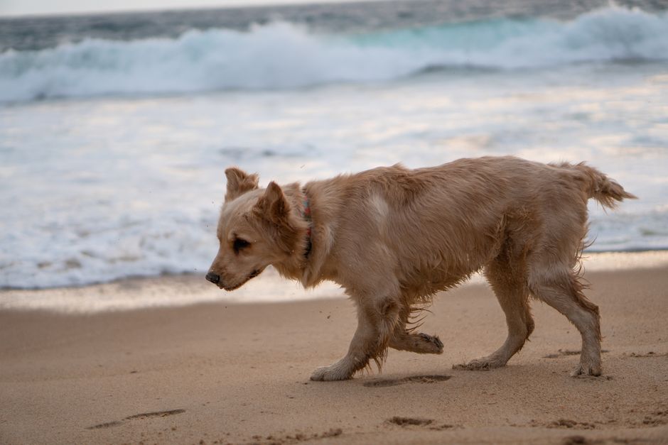 Golden Retriever enjoying a beach walk with waves in the background on a sunny day.