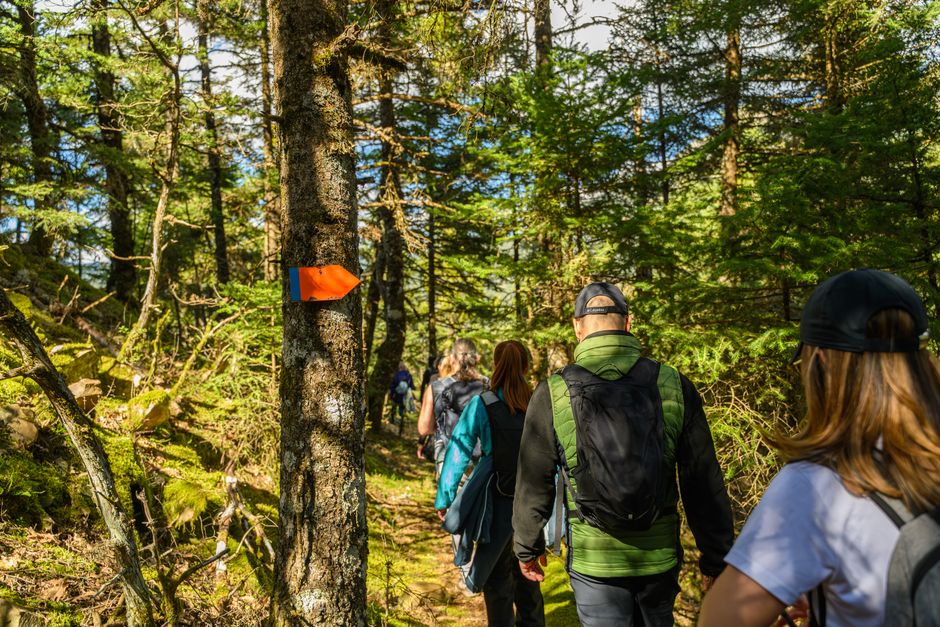 Hikers exploring a sunlit forest trail marked with an orange trail sign, surrounded by lush greenery.