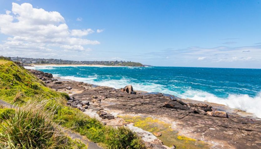 June Whale Migration Australia: Best East Coast Lookouts June Whale Migration Australia: Best East Coast Lookouts