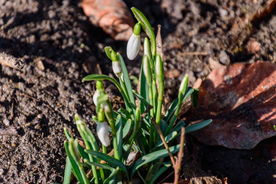 Snowdrops pushing through leaf litter on a February woodland walk in England