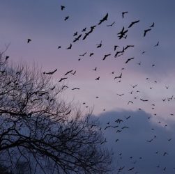 Spring Bird Migration in Europe: 6 Wetlands to Watch in March