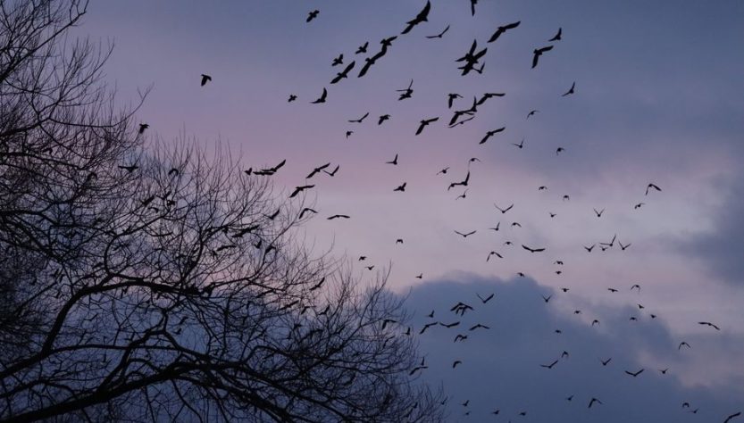 Spring Bird Migration in Europe: 6 Wetlands to Watch in March Spring Bird Migration in Europe: 6 Wetlands to Watch in March