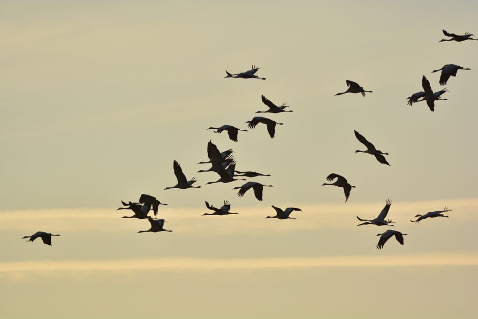 A stunning silhouette of cranes flying during a serene sunrise sky, capturing the essence of migration.