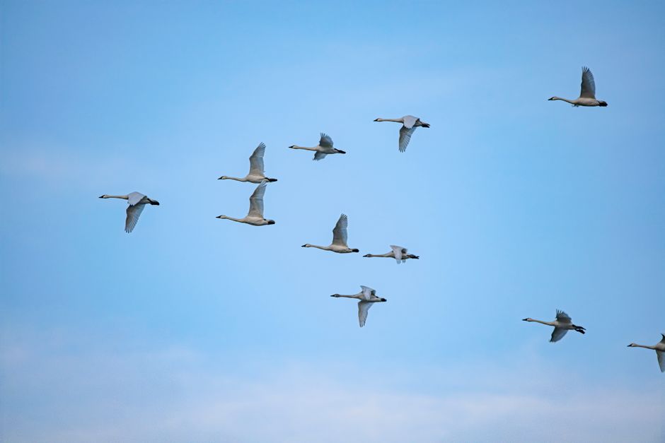 A captivating image of swans in flight against a bright blue sky, showcasing nature's beauty.