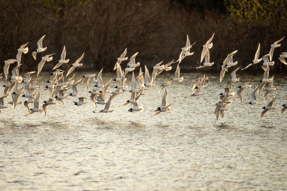 Beautiful flock of terns flying over a peaceful lake in Wabasha, Minnesota during daylight.