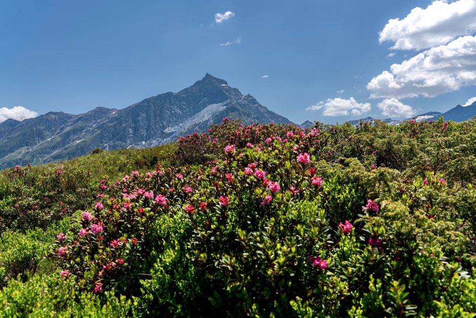 Beautiful alpine meadow with lush pink flowers and majestic mountains under a clear blue sky.
