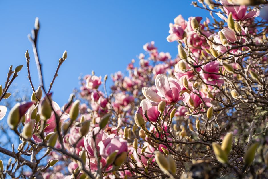 Captivating close-up of pink magnolia flowers blooming in San Francisco during springtime.