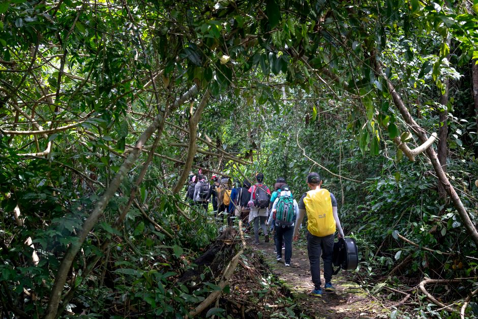 Trekkers on a forest trail through rhododendron woodland in the Nepal hills