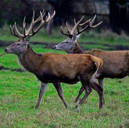 Winter Wildlife in the Scottish Highlands: Lessons from 12 Trips
