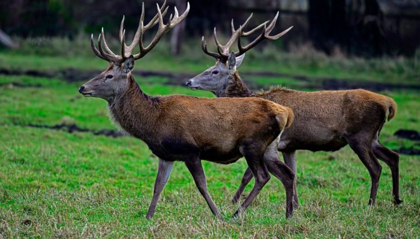 Winter Wildlife in the Scottish Highlands: Lessons from 12 Trips Winter Wildlife in the Scottish Highlands: Lessons from 12 Trips