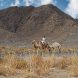 Visa Requirements Oman: Oman Visa Requirements: The 2026 Entry Rules That Trip People Up