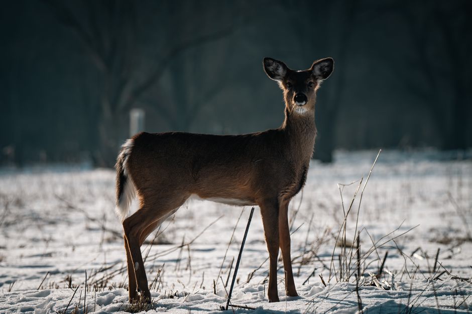 A white-tailed deer stands gracefully in a snowy, tranquil winter landscape.
