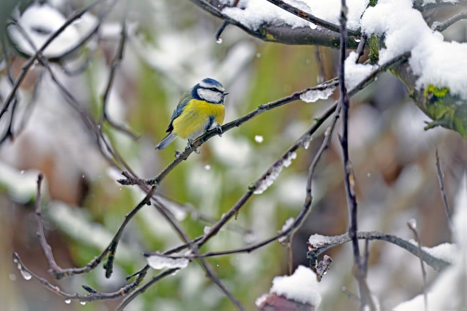 A vivid blue tit rests on a snowy branch, surrounded by winter scenery.