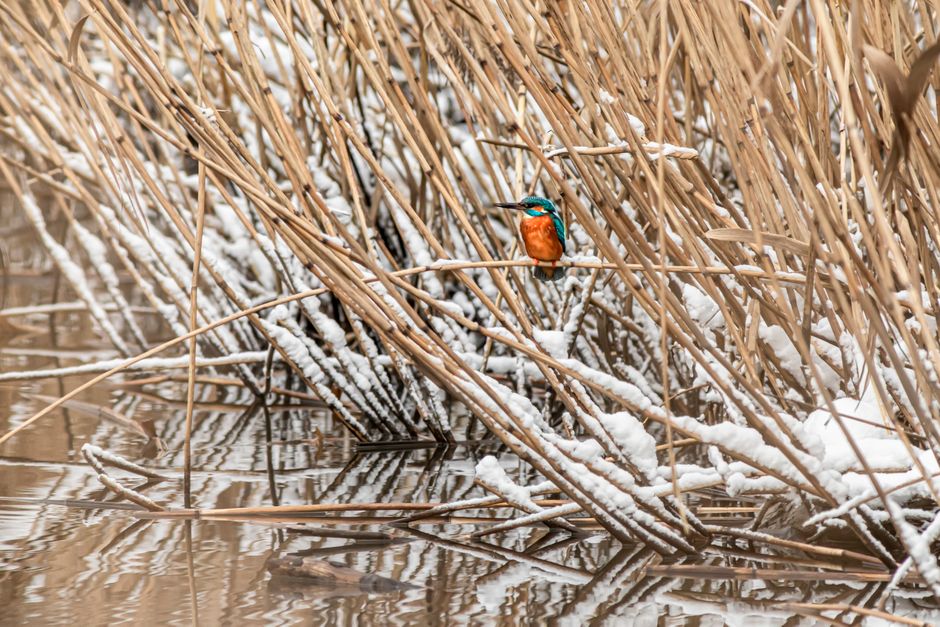A colorful kingfisher perches among snowy reeds in serene wetlands.